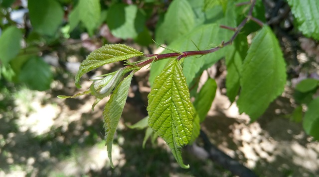 生態(tài)PK體驗(yàn) 樂2和紅米Note3系統(tǒng)與拍照對比
