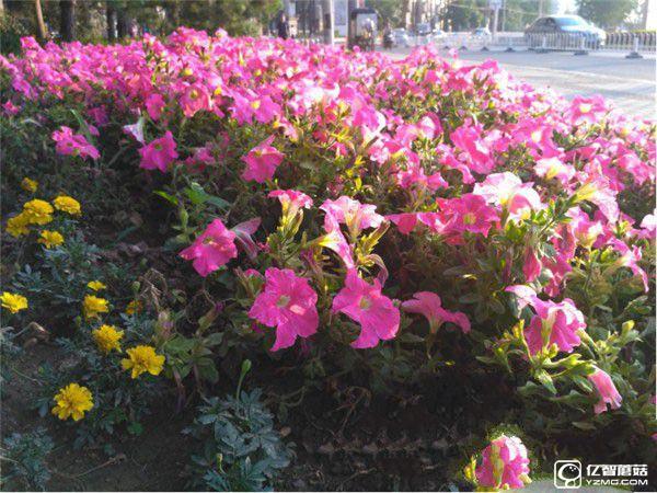 紅米手機(jī)3S/紅米Note 3/紅米手機(jī)3標(biāo)準(zhǔn)版/高配版對(duì)比