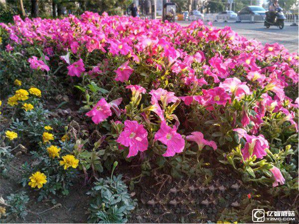 紅米手機(jī)3S/紅米Note 3/紅米手機(jī)3標(biāo)準(zhǔn)版/高配版對(duì)比