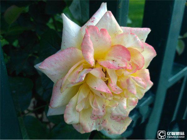 紅米手機(jī)3S/紅米Note 3/紅米手機(jī)3標(biāo)準(zhǔn)版/高配版對(duì)比