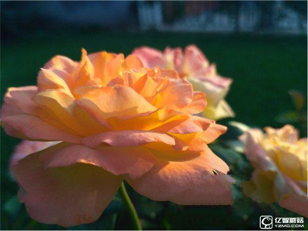 紅米手機(jī)3S/紅米Note 3/紅米手機(jī)3標(biāo)準(zhǔn)版/高配版對(duì)比