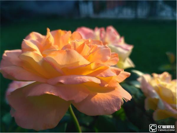 699元紅米3S深度評測：驍龍430、MIUI 8是亮點